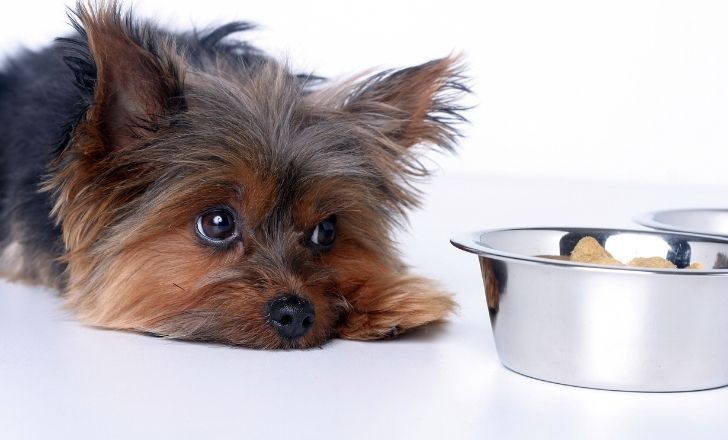 Les 6 aliments les plus toxiques pour le chien