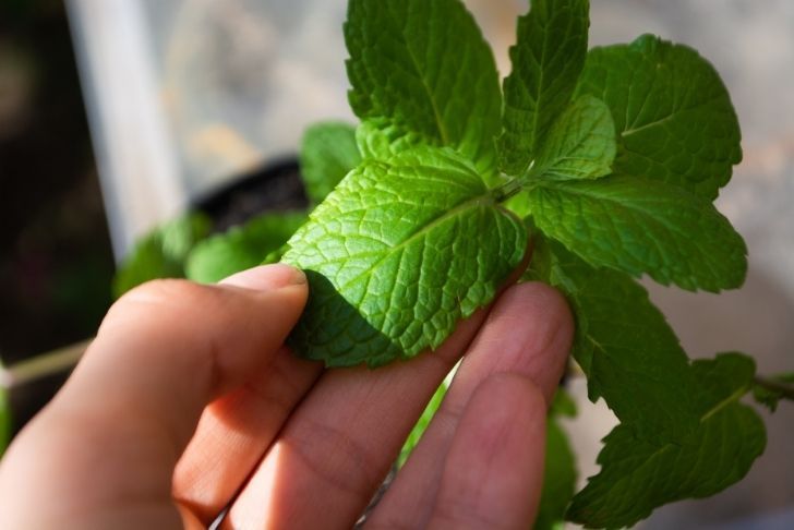 La menthe