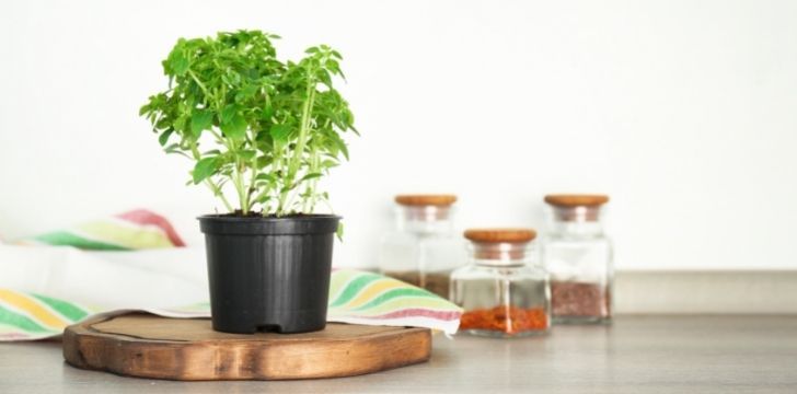 L’origan en pot