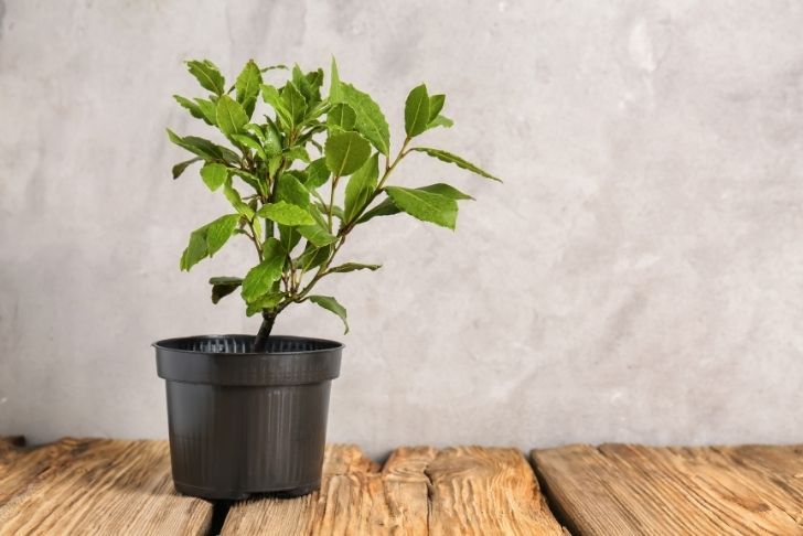 Le laurier en pot