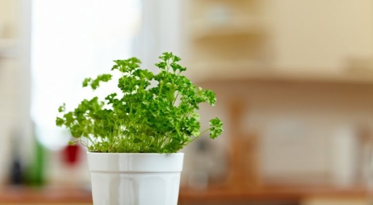 Le persil en pot