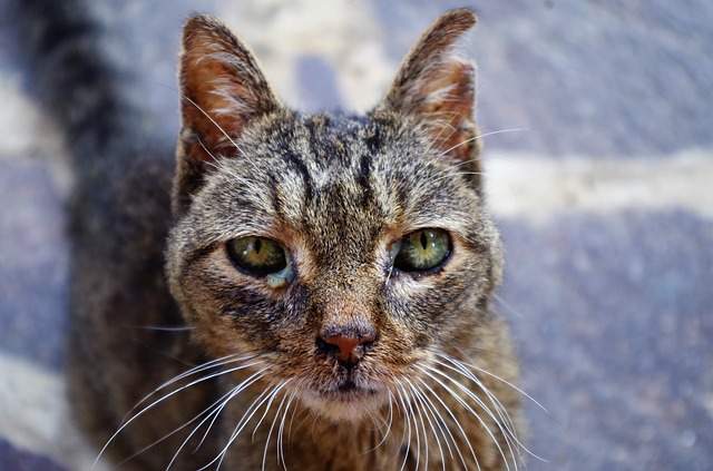 Remedes Maison Pour Soigner Votre Chat Naturellement Guide Astuces