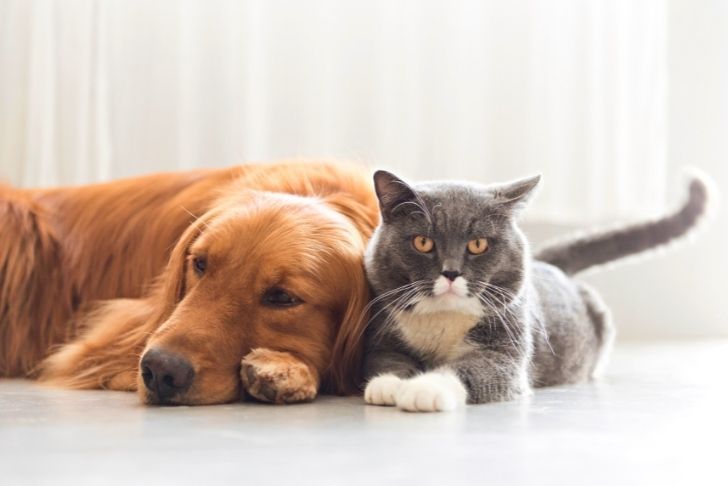 Renforcer le système immunitaire de votre chien et chat