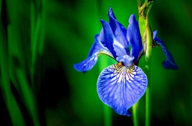 Iris