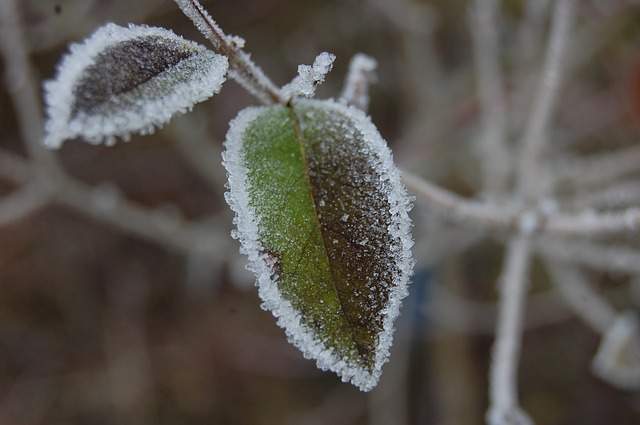 Les plantes qui résistent au froid et au gel