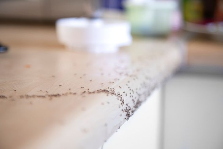 Comment éloigner les fourmis de la maison sans les tuer