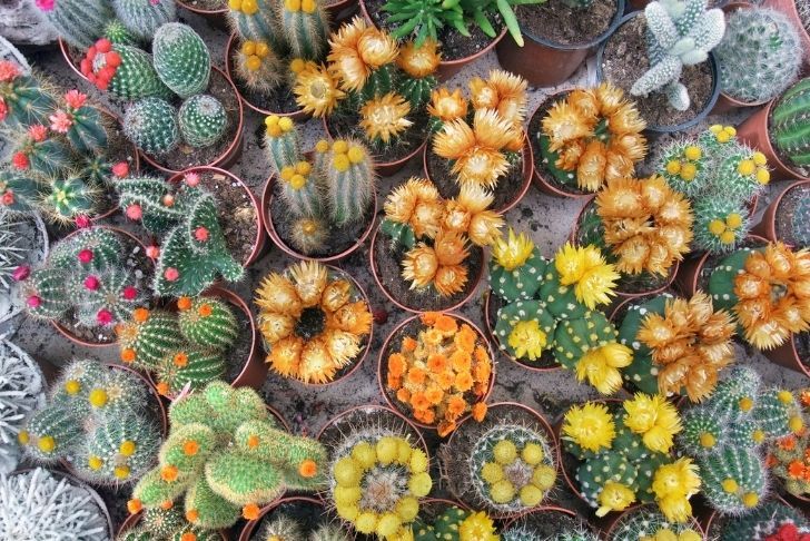 Comment faire fleurir un cactus ?