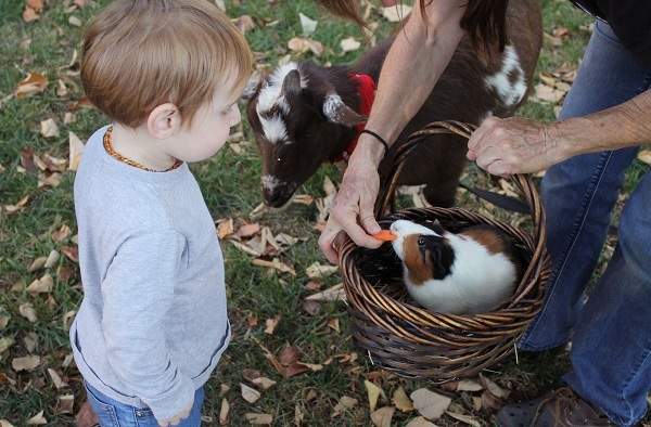 petit garçon avec une petite chèvre qui regarde un adulte nourrir un cochon d'inde. enfant et animaux de la ferme