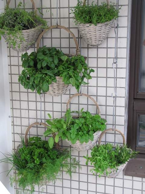 jardin vertical avec des paniers