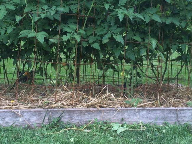 Astuce naturelle pour augmenter votre récolte de tomates