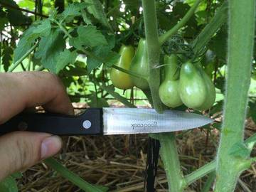 Astuce naturelle pour augmenter votre récolte de tomates