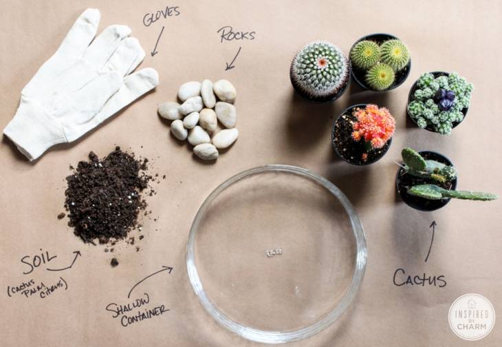 Terrarium original pour vos mini-cactus