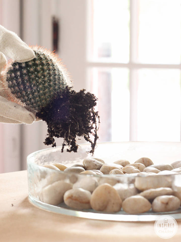 Terrarium original pour vos mini-cactus
