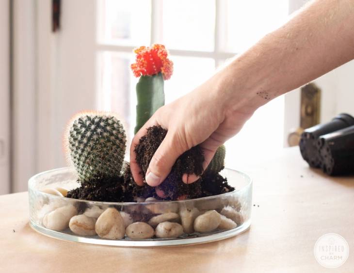 Terrarium original pour vos mini-cactus