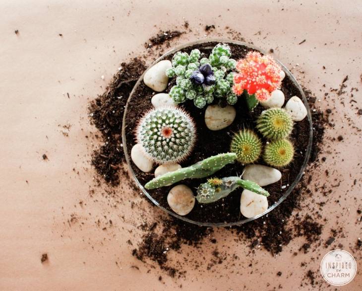 Terrarium original pour vos mini-cactus