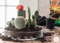 Terrarium original pour vos mini-cactus