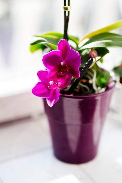 exposer l'orchidée en pot de manière graduelle aux rayons du soleil pour l'acclimater aux conditions extérieures