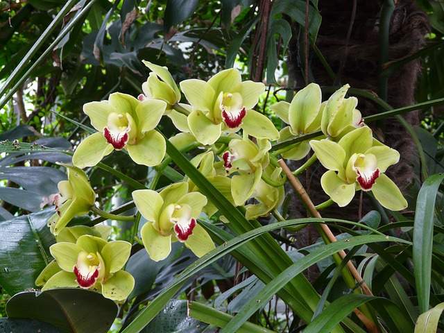 orchidées vivaces terrestres