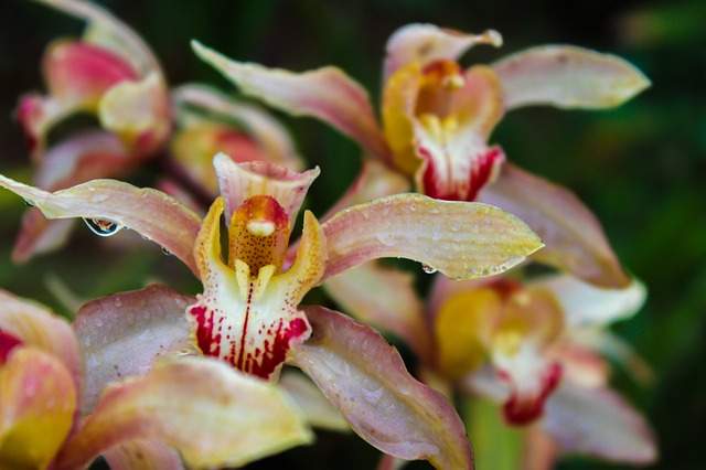 orchidées pulvérisées par un pesticide fait maison