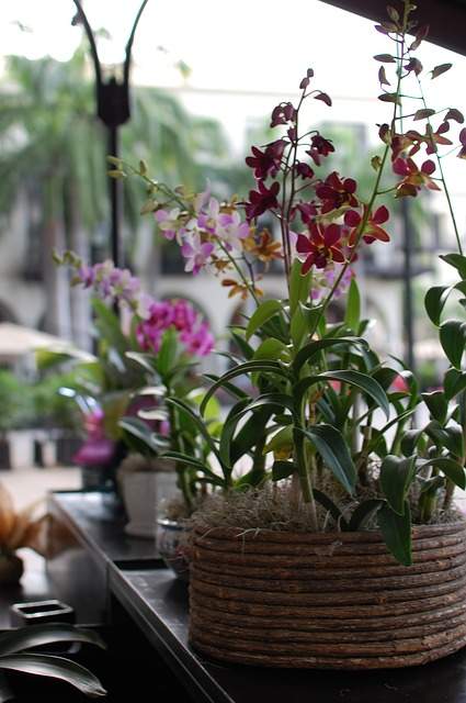 orchidées en pot à l'extérieur