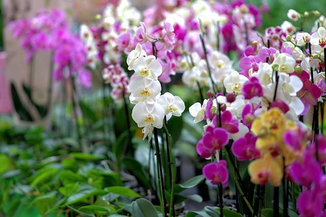 Comment planter et entretenir des orchidées à l'extérieur