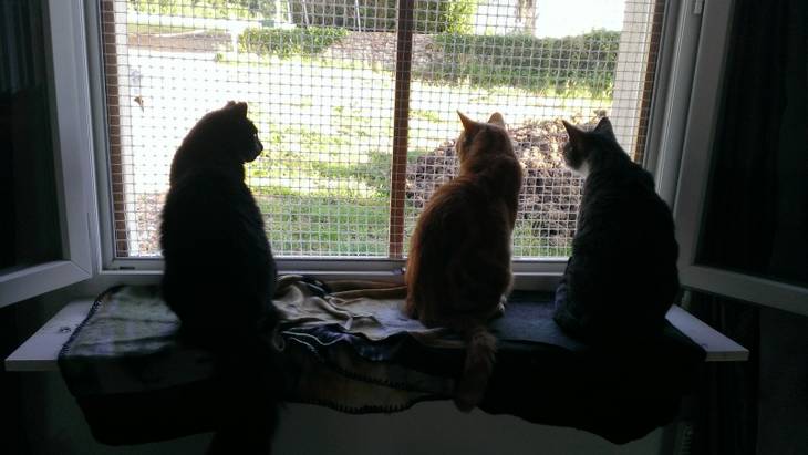 Protection fenêtre pour chat avec moustiquaire intégrée