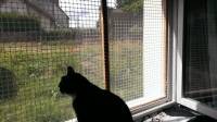 Protection fenêtre pour chat avec moustiquaire intégrée