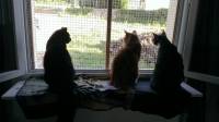 Protection fenêtre pour chat avec moustiquaire intégrée