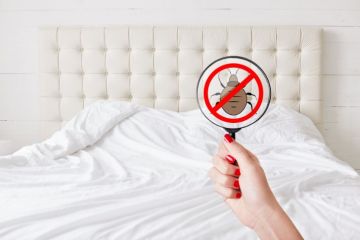 Comment traiter et reconnaître les punaises de lit ?