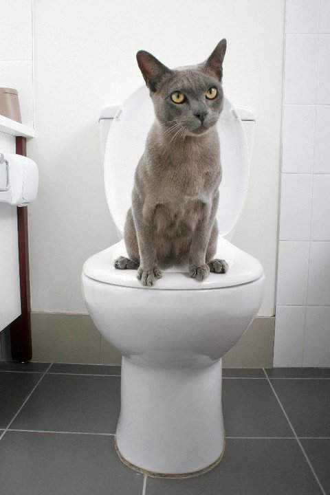 Apprendre A Un Chat A Aller Aux Toilettes Guide Astuces