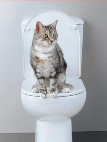 Apprendre à un chat à aller aux toilettes