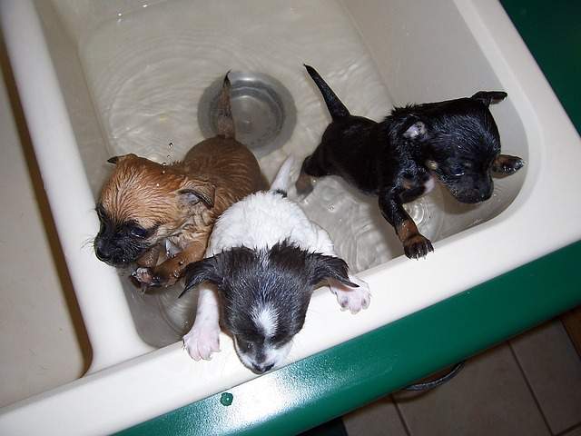 Chien qui prend son bain