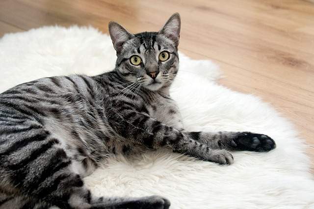 Préserver votre tapis