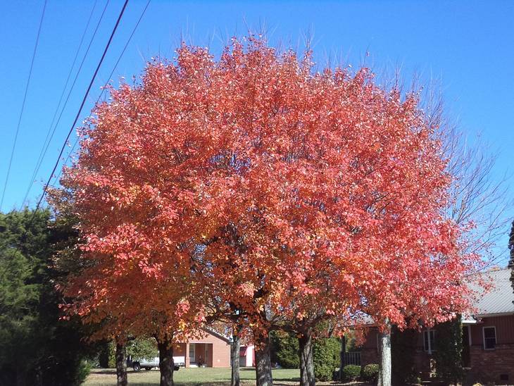 Un arbre vous garanti bien-être et économie d'énergie en hiver et en été