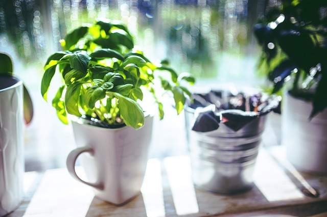 bouquet de basilic dans un mug