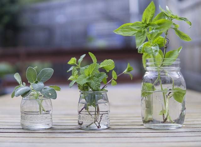 herbes aromatiques fraîches