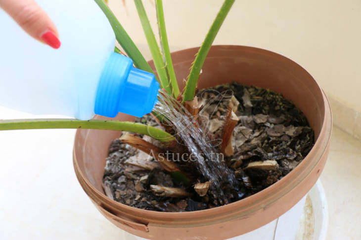 Astuces jardinage