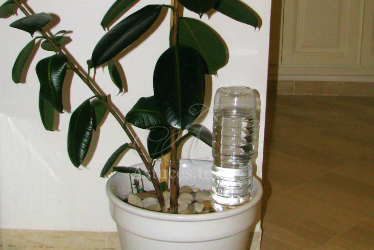 Astuces jardinage