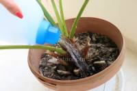 Astuces jardinage
