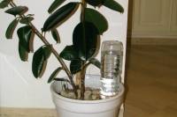 Astuces jardinage