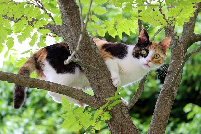 Chat sur un arbre