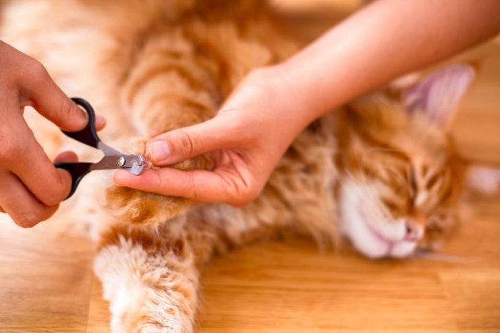 5 bonnes raisons d'arrêter de couper les griffes de votre chat