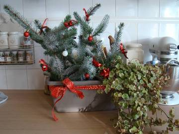 Jardinière de noël