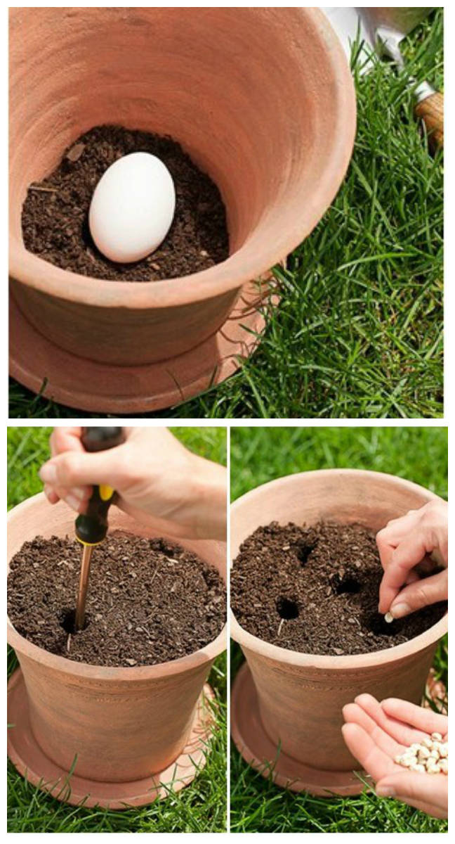 planter une fleur dans un pot