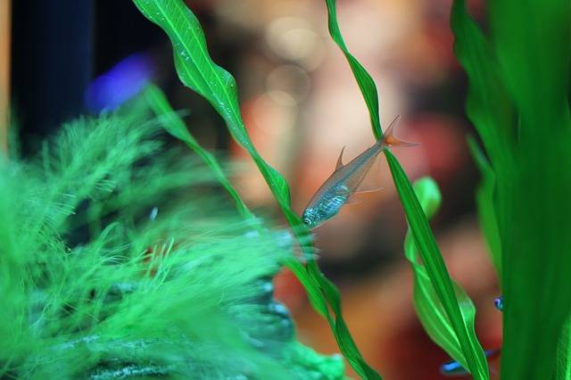 Les avantages du bac d'aquarium planté