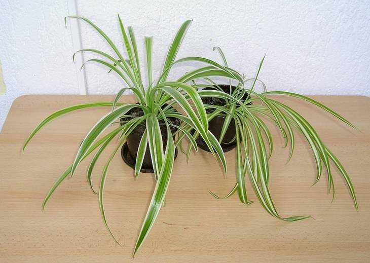 Quelles plantes choisir quand on n'a pas la main verte