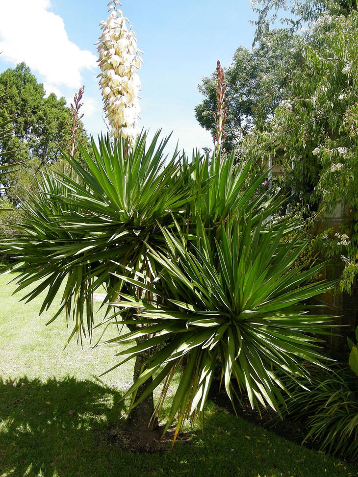 Quelles plantes choisir quand on n'a pas la main verte