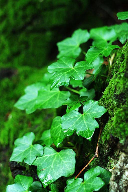 Quelles plantes choisir quand on n'a pas la main verte