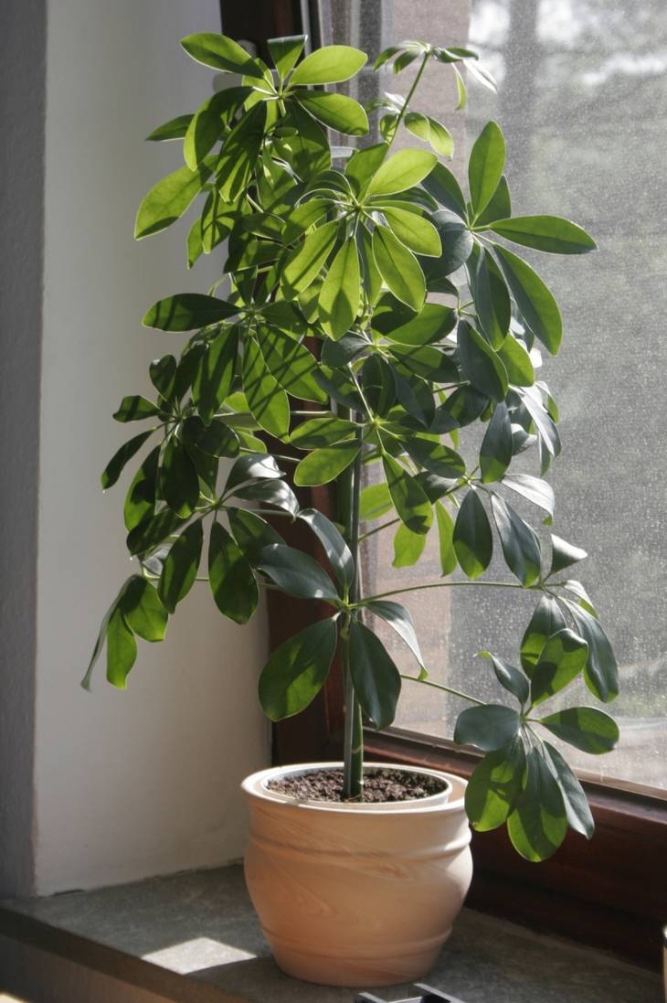 Quelles plantes choisir quand on n'a pas la main verte