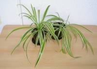 Quelles plantes choisir quand on n'a pas la main verte